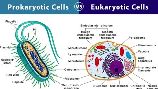 What is the difference between prokaryotic cells and eukaryotic cells microbiology #microbiology