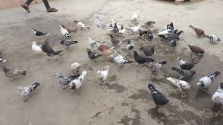 Pigeons of Moosa Saddu || Kabootar bazi in New karachi