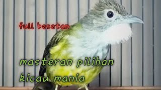 cucak jenggot masteran pilihan kicau mania full besetan