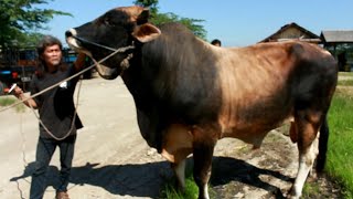 Sapi Super Jumbo Segini Harganya Di Pasar Hewan Banjarnegara