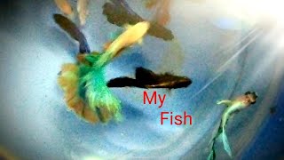 My Aqua Fish