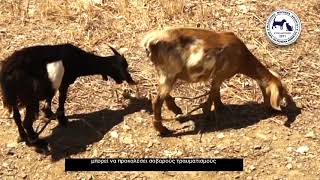 Λέμε όχι στο παστούρωμα - Say no to animal hobbling