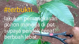 cara pangkas pohon mangga supaya pendek cepat berbuah lebat.