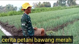 perawatan bawang merah umur 30 hst