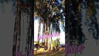 An Unique Tree #shorts #viral #trending #youtubeindia