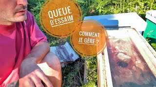 apiculture : gestion des queues d'essaim à la ferme