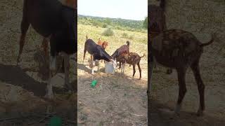 Our goats are drinking water#goatlovers