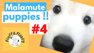 Alaskan Malamute PUPPIES 4! NEW CONTENT!! #shorts 3