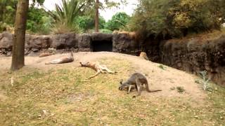 Cangurus - Zoológico de Chapultepec