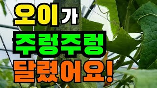 텃밭에 오이가 주렁주렁 달렸어요 #shorts