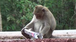 Funny Baby Monkey Playing and Drinking water bottle  With Family in Angkor Wat Cambodia Jungle