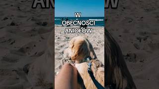 W obecności ANIOŁÓW medytacja  mindfulness #goldenretriever