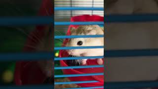 Clara eating her blueberry. #trending #shorts #hamsterbabies #animals #pets #reels