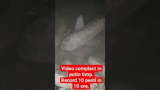 Pescuit crap amur record 10 Pescuit in mai puțin de 10 ore. Video complect in putin timp.