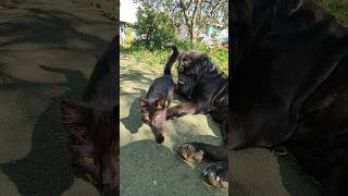 Неаполитанский мастиф Маля, с другом/. Neapolitan Mastiff Malya, with a friend.#shorts