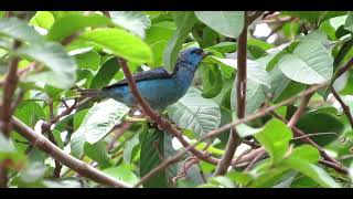 SAÍ-AZUL (Dacnis cayana)