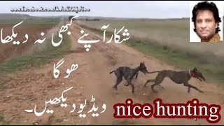 Amazing Hunting hares with two dogs and an eagle.