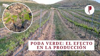 Poda verde. El efecto en la producción