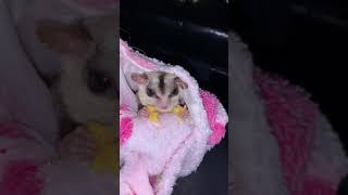 Sugar glider EATING LIKE A LITTLE HUMAN! SO CUTE!!!!!!