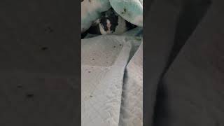 Pet pigeon under blanket