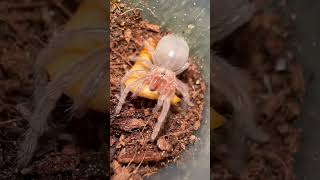 Baby tarantula and her food #tarantula #feeding #viralvideo #invertebrate