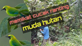 PIKAT CUCAK RANTING MUDA HUTAN