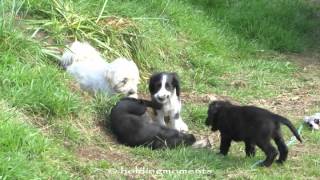 Puppy playtime 25th May 2015