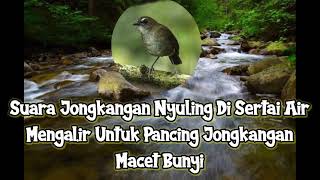 Suara Jongkangan Nyuling Di Sertai Air Mengalir Untuk Pancing Jongkangan Macet Bunyi #jongkangan