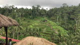 Bali Ubud rice field - Raining