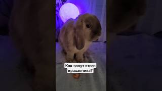 Как зовут этого ушастого красавчика? 😏