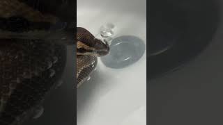 Python bubbles