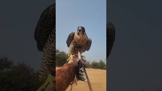 Peregrine Falcon freefly