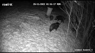 Wild Boar Family on Guard in Reolink Camera/Mežacūku ģimenīte