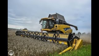 Dreschen 2017 // New Holland CR9090 // LU : Daue & Partner