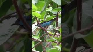 SAÍ AZUL, saí bico fino, saíra de bico fino, azulego, saí-bicudo, Blue Dacnis, Dacnis cayana #short