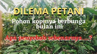 momok petani. kopi berbunga bulan ini. apakah buah selang.