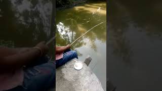 fish 🐟 caching#shortvideo