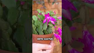 Descubre 5 Plantas de Interior con FLORES IMPRESIONANTES 🌺 | Urbangreen PARTE 1 🪴✨