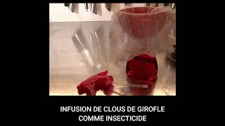 f05 Insecticide à base de clous de girofle