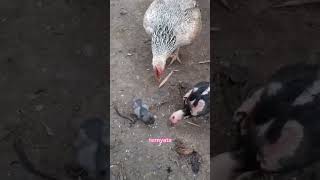 Anak ayam banyak yang meninggoy #ayam #ternakayam #shortvideo