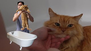 I Gave a Cat a Bath!