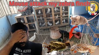 Ek Mistake Or Yah sab hogaya🐀 | My Zebra finch | Attack on my birds😰