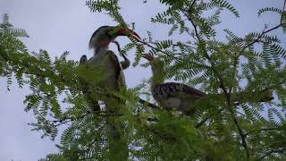 Naturaufnahmen - Westlicher Rotschnabeltoko - Senegal 2022