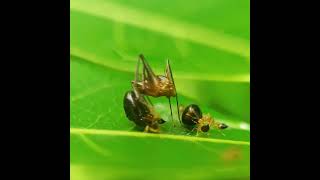 Small ants eat a larger ant #goliath #ant #reel #inspiration