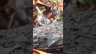 Hook ant at the tanjung puting national park