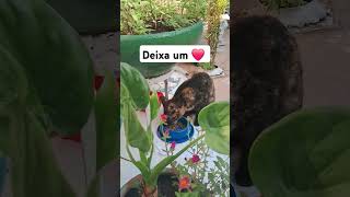 #motivacional #motivação #videomotivacional #viralvideo#cat #adoteumgato#gatos #pets#adoteumgatinho