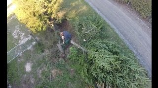 Drones view of a pine tree getting cut down