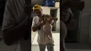 Cachorrinho rasga saco de ração, come ''estilo buffet livre'' e viraliza nas redes