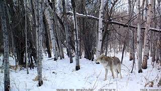 2018 Manitoba trail cam videos