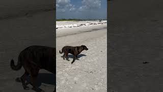 Beach day #dogshorts #dogs #fyp #shortfeed #shortsfeed #youtube #ytshorts #yt #shortsvideo #shorts